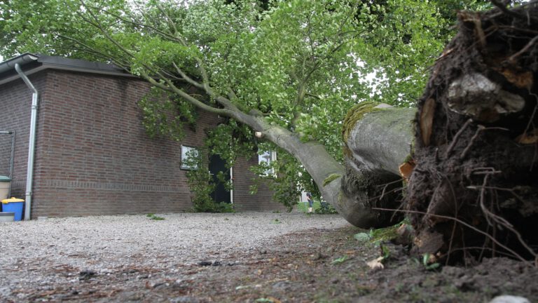 Boom valt op loods Voortseweg Deurne