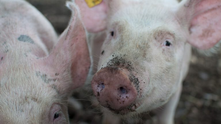 Vlierdense varkenshouder hoeft dwangsom niet te betalen