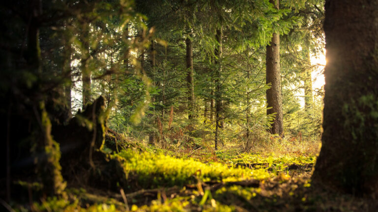 Excursie Horsterdriehoek Mariapeel