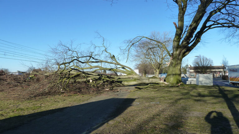 Oude boom geveld aan Spoorlaan