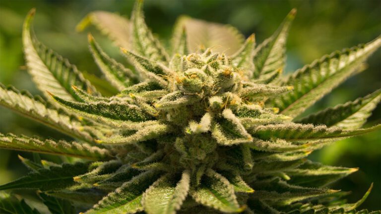 Weedtoppen aangetroffen woning Heiakker
