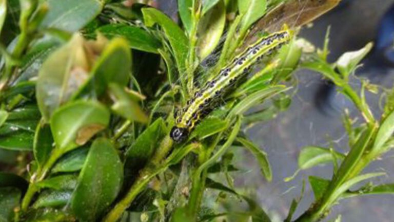 Grote buxus-rupsplaag