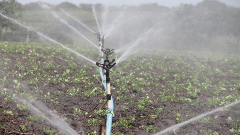 Rotte eierlucht door waterstofsulfidegas