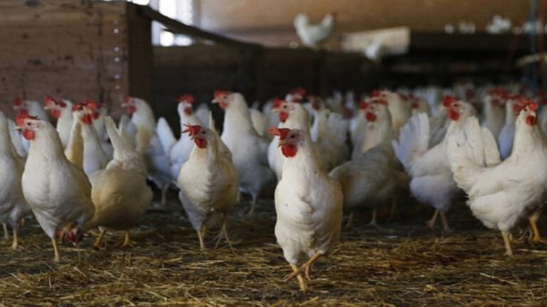 Biologische kippenboerderij Devo-Ei houdt open dag