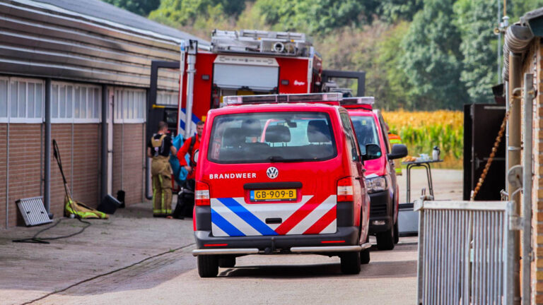 Varkens vallen in gierput op boerderij aan Bruggenseweg