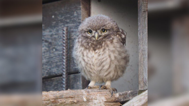 Een kijkje in het nachtleven van een uil tijdens najaarslezing Ossenbeemd