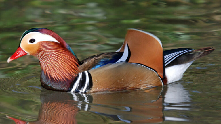 Dertigste clubshow Liesselse sier-, pluim- en watervogelverenigng