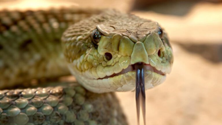 Plan voor ‘slangengiflaboratorium’ in Deurne is volgens Animal Rights ‘prematuur, onvolledig en onzorgvuldig’