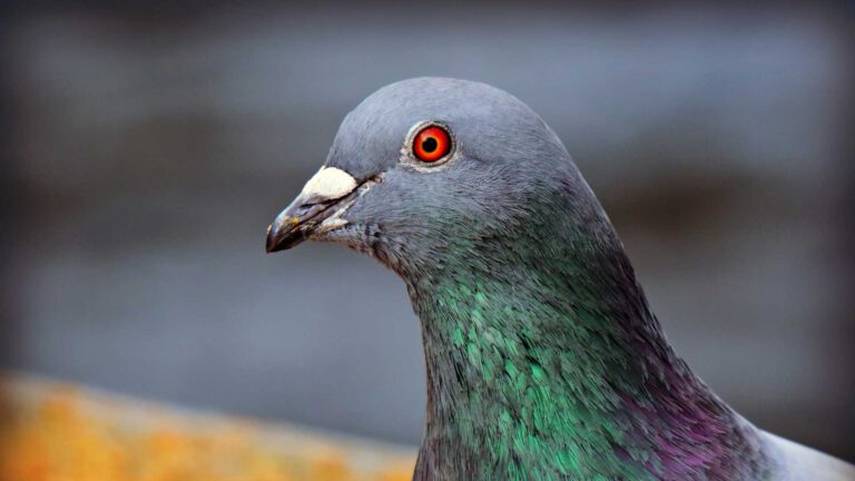 Tienduizend Drentse duiven in Deurne losgelaten