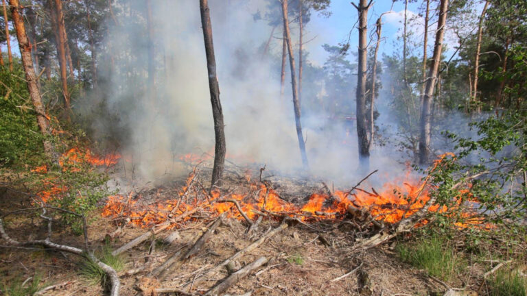 Brandweer rukt massaal uit voor bosbrand in Deurne