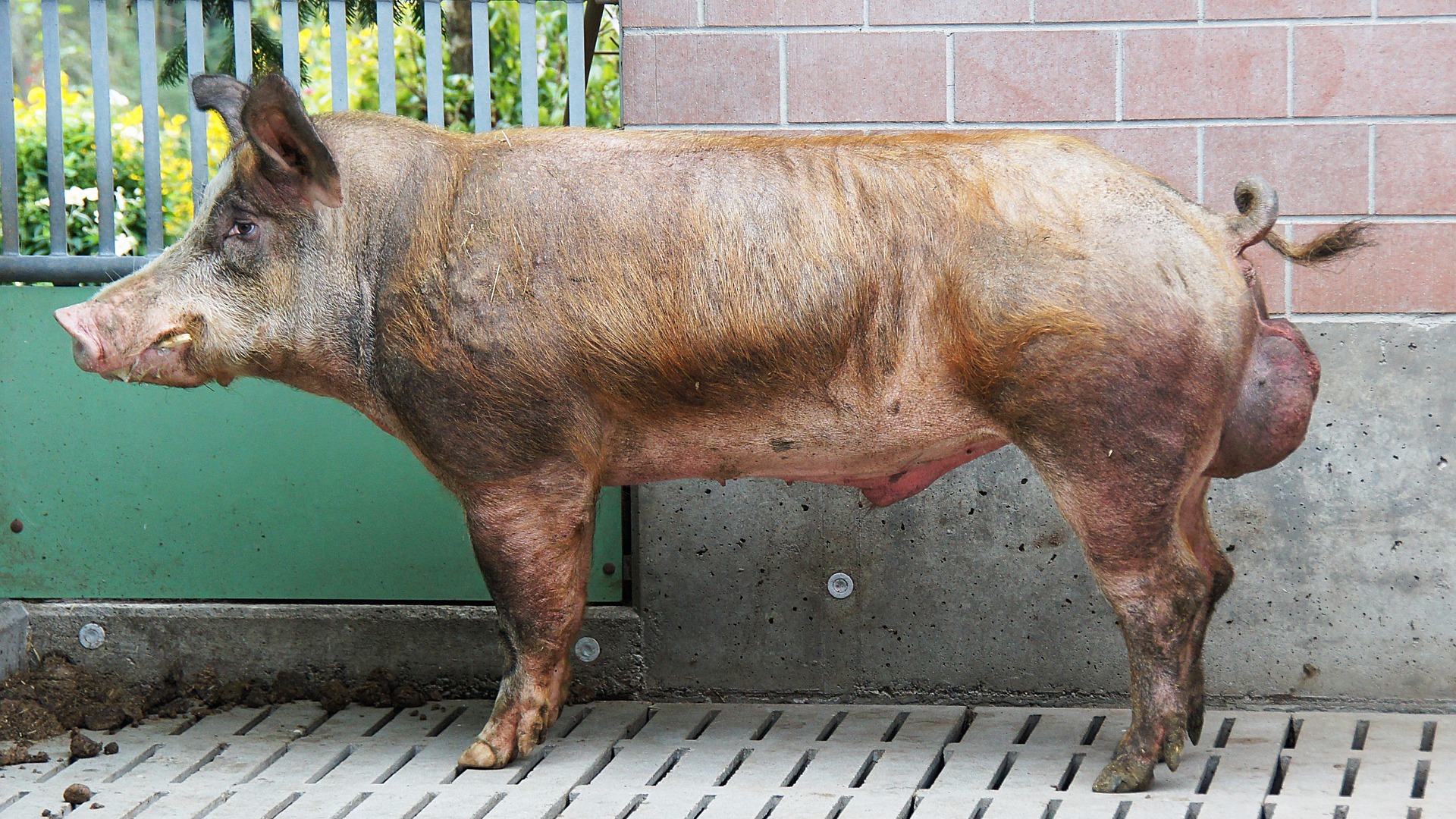 hond Jachtluipaard logboek Politie zoekt eigenaar van ontsnapt varken | Deurne Media Groep