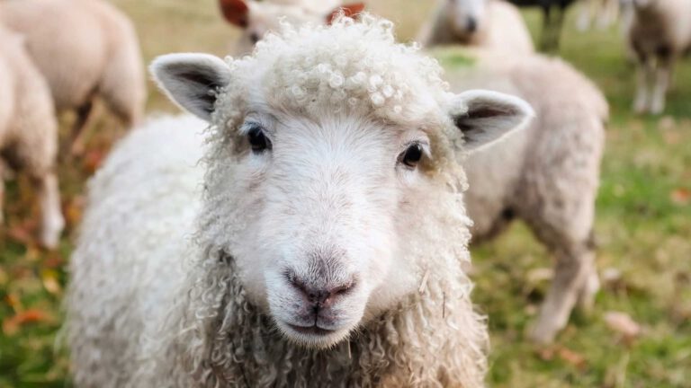 Aantal gevallen blauwtongvirus stijgt hard in gemeente Deurne; zes nieuwe gevallen