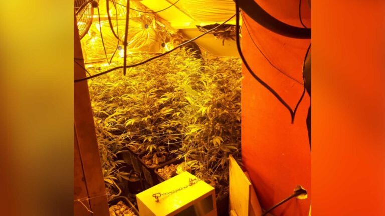 Politie ontmantelt hennepkwekerij met 162 planten in woning Koolhof