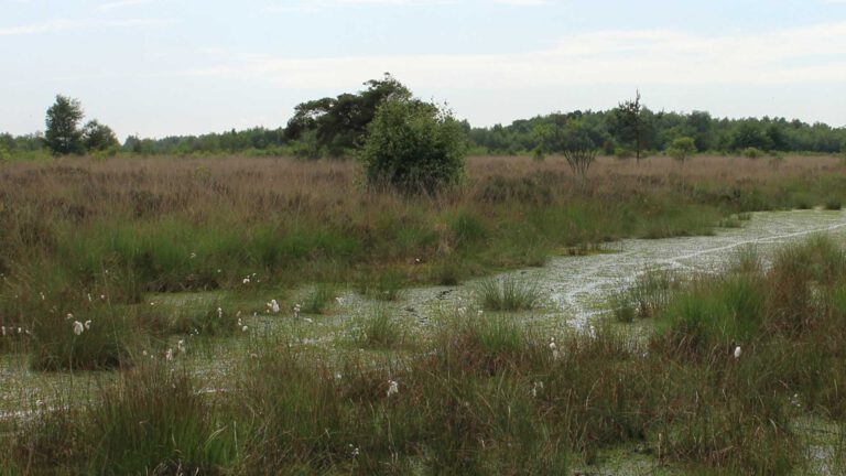 Waterstand in Leegveld Deurne moet omhoog volgens provincie en waterschap