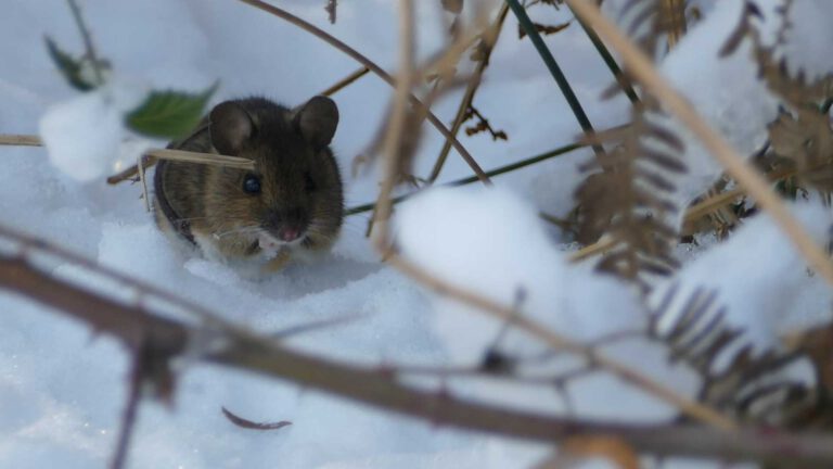Nog even nagenieten van De Peel in de sneeuw
