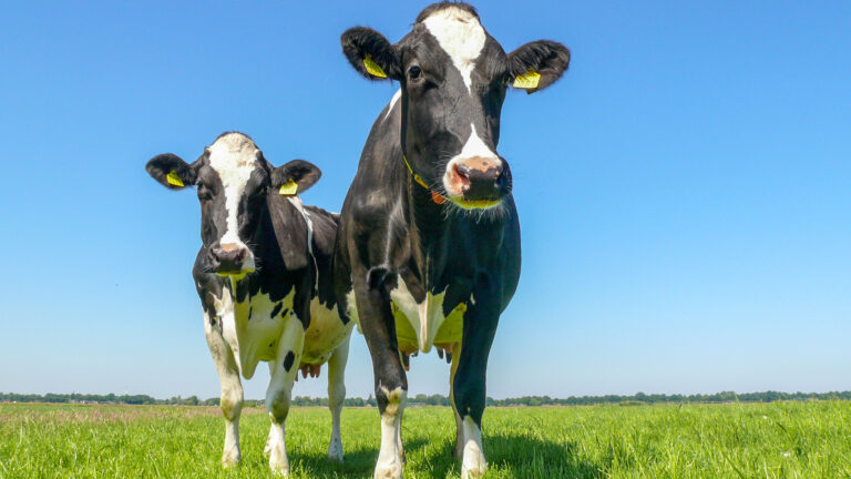 Melkveehouders in Oost Brabant werken mee aan ‘Dutch Dairy Challenge’