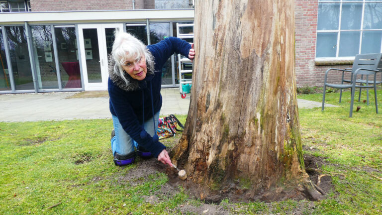 Afgestorven boom in museumtuin ‘De Wieger’ krijgt tweede leven