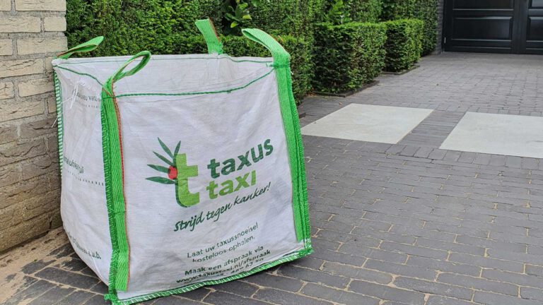 Taxusinzameling loopt achter door koude voorjaar
