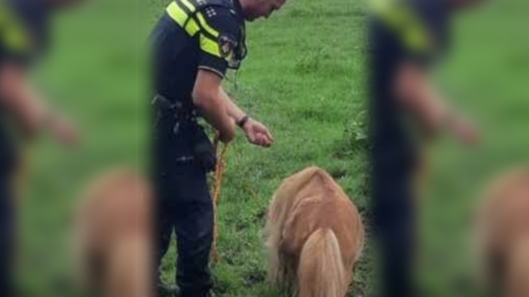 Pony’s op avontuur in buitengebied Deurne; proces-verbaal voor eigenaar
