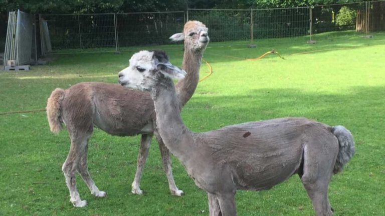 Vechtende alpaca’s in Kasteeltuin Deurne; ‘helaas gaat dat zo in de dierenwereld’
