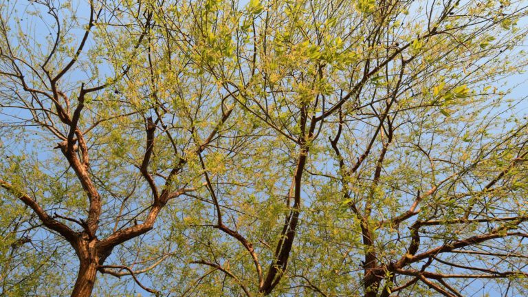 Bewoners maken samen met gemeente Vlierdenseweg groener door 71 bomen te planten