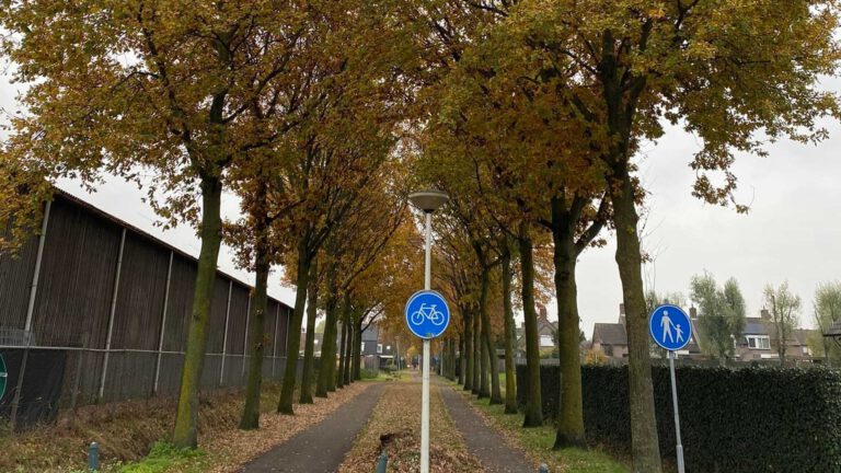 Eikenbomen aan Veldweg moeten toch wijken voor meer wind voor Holten’s molen