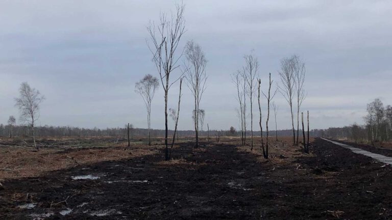 Steeds meer actiegroepen en petitie tegen verwoesting van De Peel