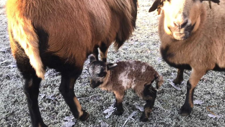Kameroen-schapen van Parkboerderij Deurne zorgen voor kerstverrassing