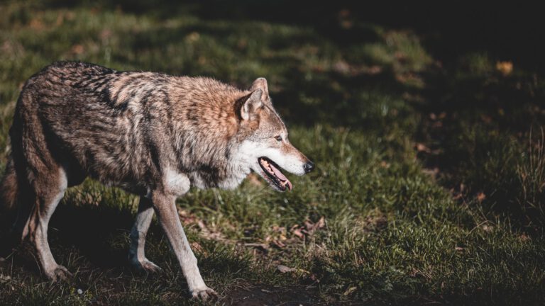 Jonge pony in Neerkant aangevallen door wolf