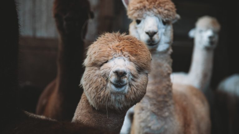 Alpacafarm in Walsberg weer stapje dichterbij; ‘Draagt bij aan toeristische en recreatieve positionering van Deurne’