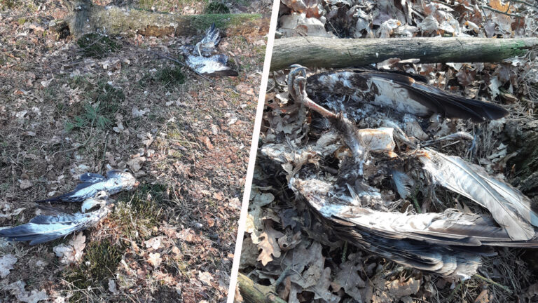 Tien dode buizerds gevonden in berm bij Trienenbergweg Deurne