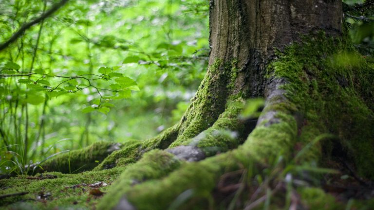 Stichting Boombelijd houdt nieuwe zoektocht naar dikste boom van Deurne