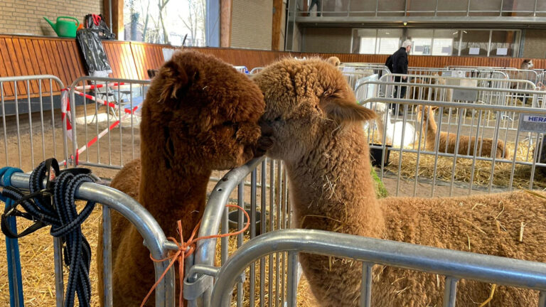 Levensgrote knuffels in de spotlight tijdens alpaca-show bij Green Valley Estate Deurne