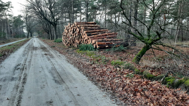 Bossen bij Bikkels Vlierden worden uitgedund; kap van bomen nodig voor gevarieerdere natuur