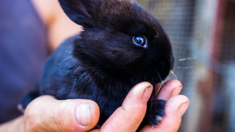 Animal Rights in actie tegen bedrijf met 400 konijnen in Deurne voor productie antiserum slangengif