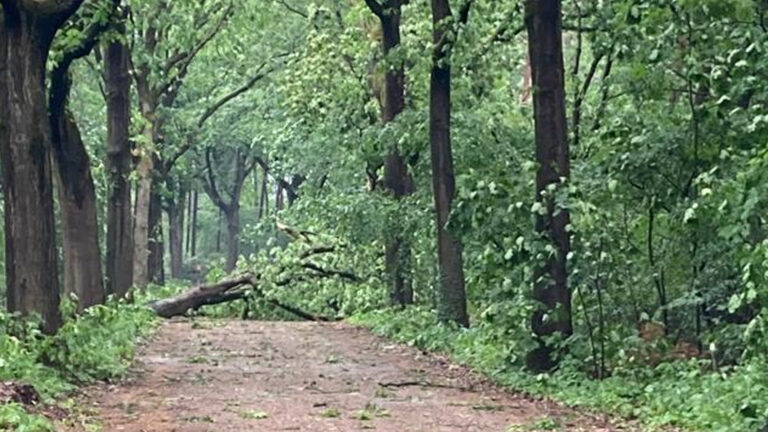 Dode bomen Suezlaan zijn volgens omwonende acuut gevaar; ‘Al drie bomen op openbare weg gevallen’