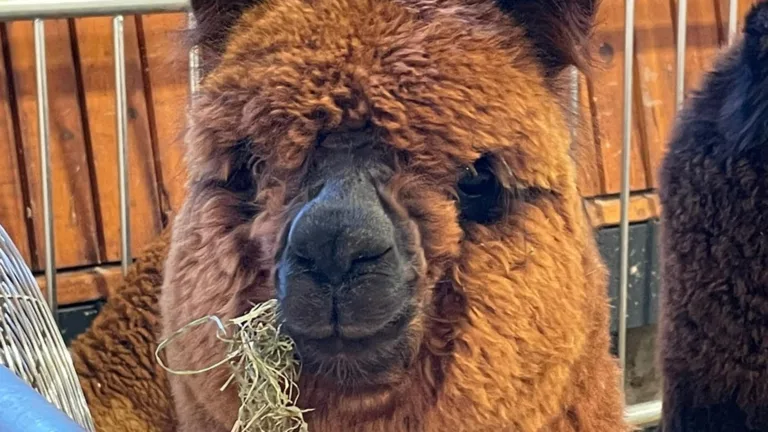 Alpacashow bij Green Valley Estate in Deurne met 220 levensgrote ‘knuffels’