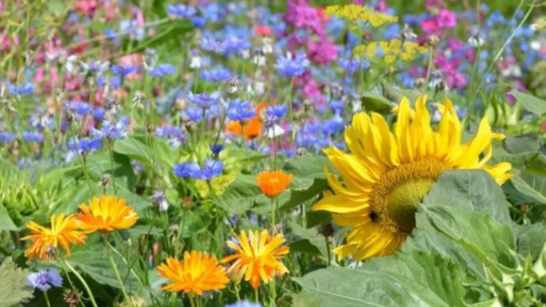 Meer bloemen moeten zorgen voor grotere biodiversiteit in Deurne; inwoners krijgen gratis bloemmengsel