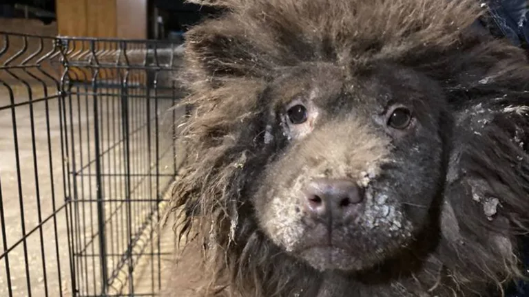 Verwaarloosde en zieke dieren in beslag genomen bij hondenfokkerij in Deurne