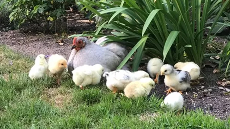 Paaseitjes zoeken tijdens Open Poort Dag bij Parkboerderij Deurne