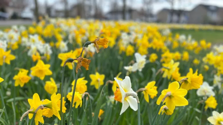 Lente laat zich zien in Deurne tijdens eerste paasdag