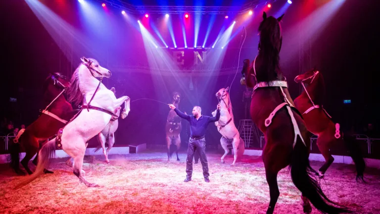 Circus Renz geeft drie shows in Deurne; van luchtacrobaten tot paardendressuur