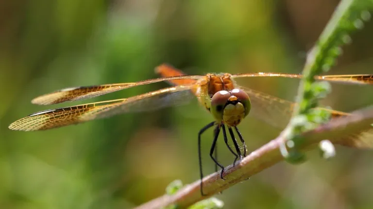 Drie Deurnese maandwinnaars bij natuurfotowedstrijd IVN