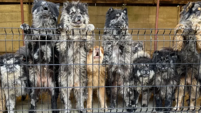 [VIDEO] Beruchte Deurnese hondenfokker mag half jaar geen honden houden