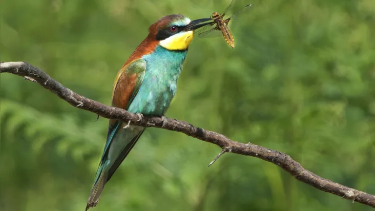 Maandwinnaars IVN-fotowedstrijd bekend; mooiste natuurkiekjes uit Deurne, Asten en Someren