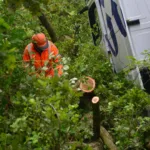 Vrachtwagen rijd boom eruit Bakel
