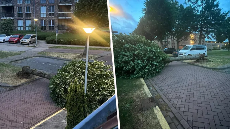 Code geel vanwege storm Poly; boom bezwijkt onder harde wind in Kloosterstraat Deurne