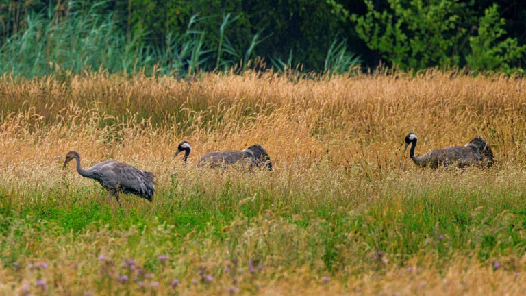 Opnieuw kraanvogel geboren in de Peel; deze keer in Brabants gedeelte