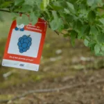 Nijntje_groente_en_fruit_beweegwandeling_20230714_foto_Josanne_van_der_Heijden-9397