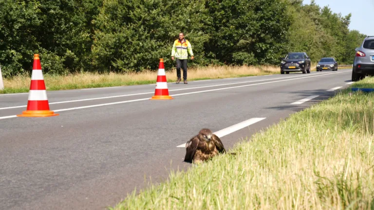 Gewonde roofvogel gered op N279 bij Vlierden